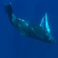 Video Clip "Where in the World are the Whales", song by Steve Grimes